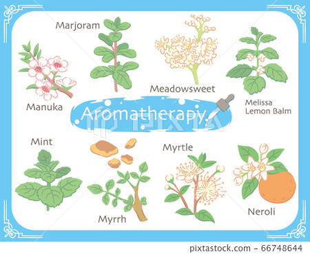 Herbs and plants used for essential oils such as aromatherapy 66748644