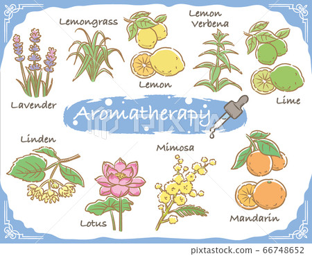 用於精油（例如芳香療法）的草藥和植物 66748652