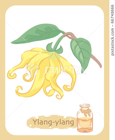 依蘭和瓶精油股票圖 66748666