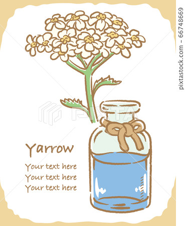 Y草的插圖素材和一瓶精油 66748669