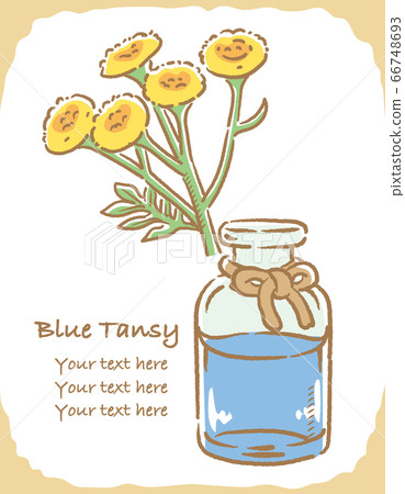 藍色艾菊和精油瓶的插圖素材 藍色艾菊和精油瓶的插圖素材 66748693