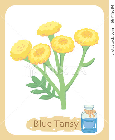 藍色艾菊和精油瓶的插圖素材 藍色艾菊和精油瓶的插圖素材 66748694