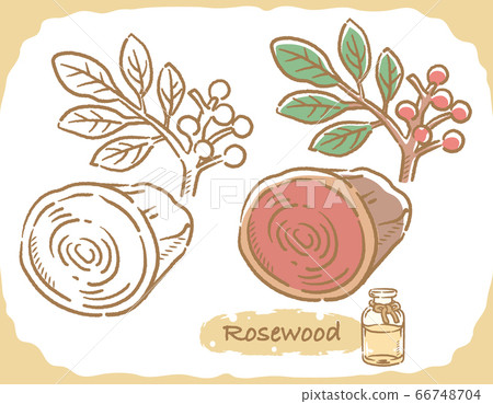 花梨木和精油瓶插圖素材 插圖素材 圖庫