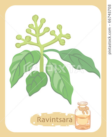Lavintara and bottle of essential oil illustration material 66748708