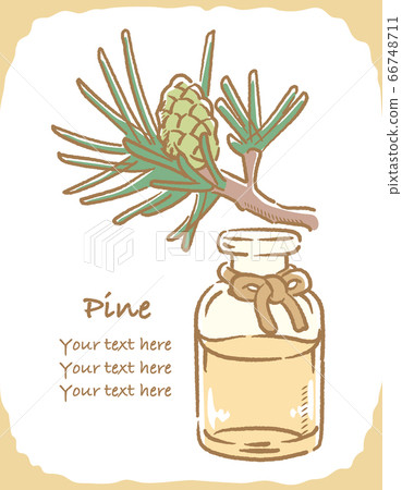 Illustration material of pine (pine) and bottle of essential oil 66748711