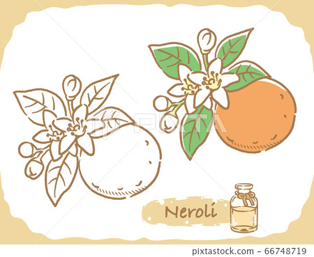 一瓶橙花油和精油的插圖素材 一瓶橙花油和精油的插圖素材 66748719