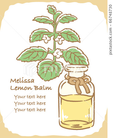 Illustration material of lemon balm and bottle of essential oil 66748730