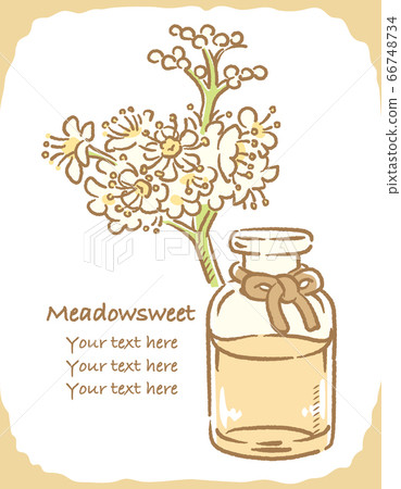 Illustration material of Meadow sweet and bottle of essential oil 66748734