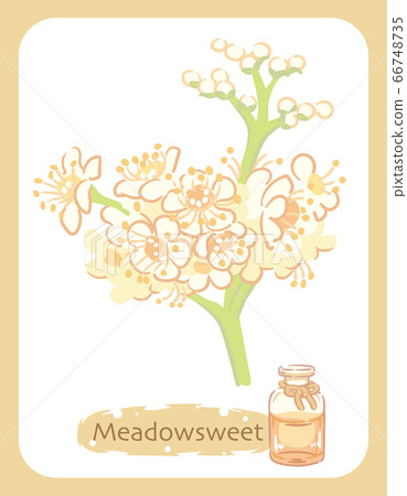 Illustration material of Meadow sweet and bottle of essential oil 66748735
