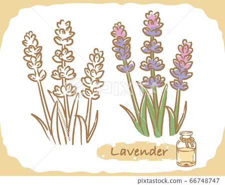 一瓶薰衣草和精油的插圖材料 66748747