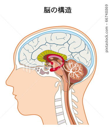 大腦的結構 大腦的結構 66748869