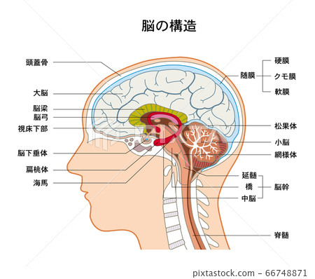 The structure of the brain 66748871