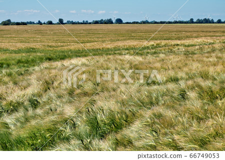 Field of ripening wheat close-up on a sunny summer day. Field of ripening wheat close-up on a sunny summer day. 66749053