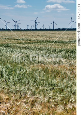 Field of ripening wheat with windmill in the background. Field of ripening wheat with windmill in the background. 66749054