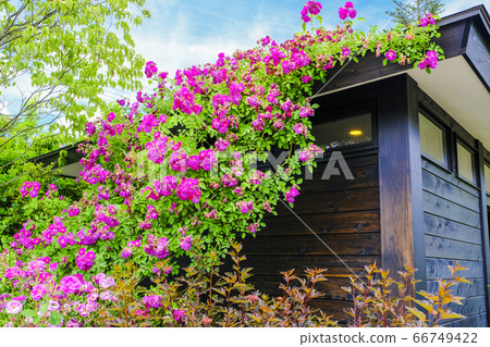 藤玫瑰覆蓋小屋 藤玫瑰覆蓋小屋 66749422