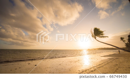 Lonely palm hanging on the beach during sunrise on Boracay. White beach at Boracay island, Philiphines. 66749430