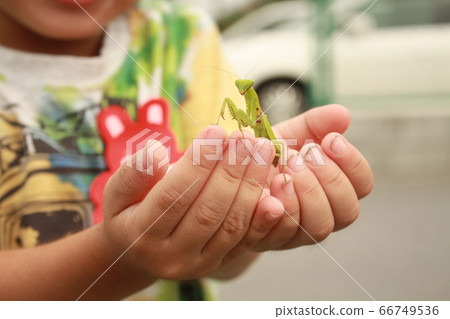 Important Takaramono ~ I found a mantis baby ~ 66749536