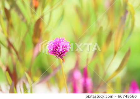 Sennichikou flower 66749560