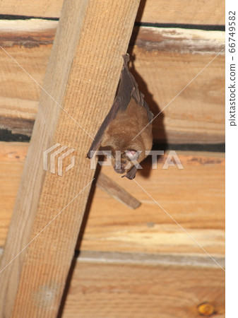 Hanging bats 66749582