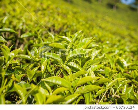 Tea leaves on a plantation near the city of Munar. India. 66750124