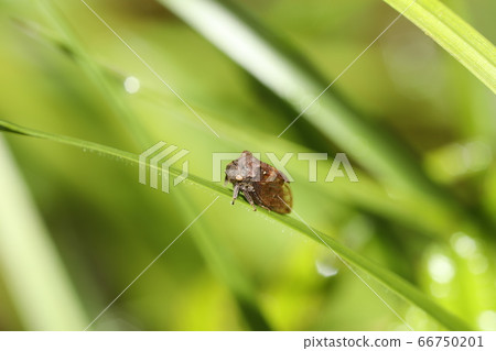 Tobiirotsunozemi 66750201