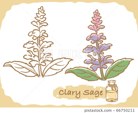 一瓶鼠尾草和精油的插圖素材 66750211