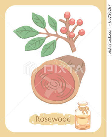 Rosewood and essential oil bottle illustration material 66750267