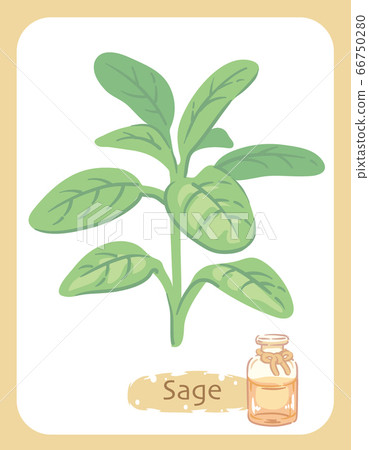 一瓶鼠尾草和精油的插圖 66750280