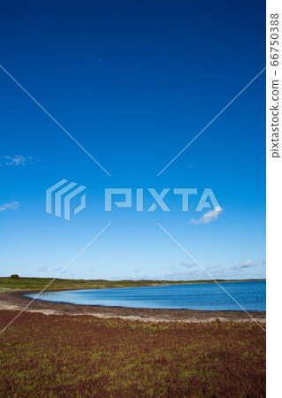 珊瑚草和藍天紅色 66750388