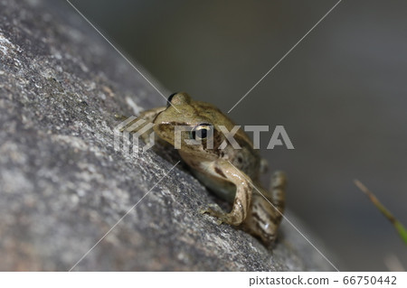 Japanese black frog Japanese black frog 66750442