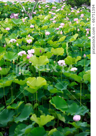 蓮花 蓮花 66751394