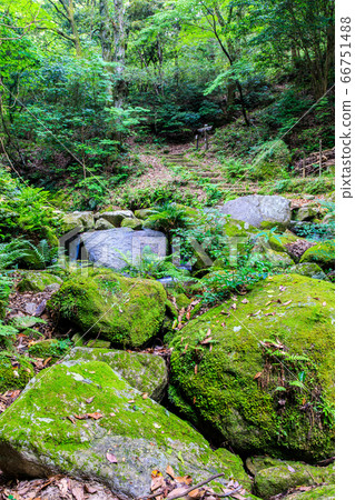 Fresh green oil mountain citizen's forest Morino mountain stream [Minami Ward, Fukuoka City, Fukuoka Prefecture] 66751488
