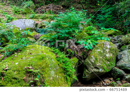 新鮮的綠色油山市民森林森野山stream [福岡縣福岡市南區] 66751489