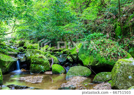 新鮮的綠色油山市民森林森野山stream [福岡縣福岡市南區] 66751503
