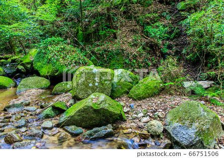Fresh green oil mountain citizen's forest Morino mountain stream [Minami Ward, Fukuoka City, Fukuoka Prefecture] 66751506