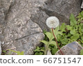 Dandelion down 66751547