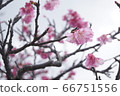 Kawazu cherry tree 66751556