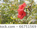 Hibiscus 66751569