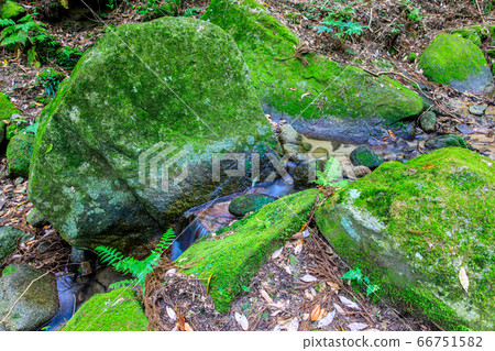 Fresh green oil mountain citizen's forest Morino mountain stream [Minami Ward, Fukuoka City, Fukuoka Prefecture] 66751582