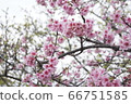 Kawazu cherry tree 66751585