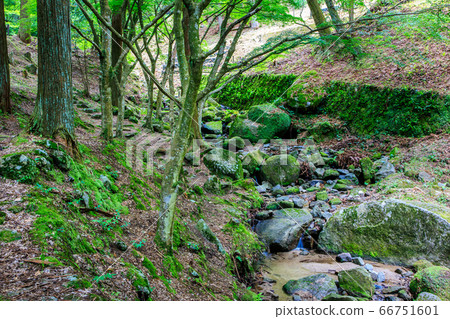 新鮮的綠色油山市民森林森野山stream [福岡縣福岡市南區] 66751601