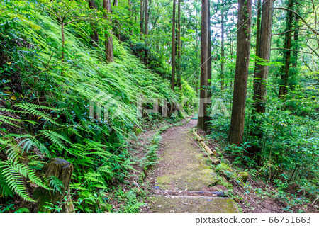 Fresh green oil mountain citizen's forest Forest trail [Minami Ward, Fukuoka City, Fukuoka Prefecture] 66751663