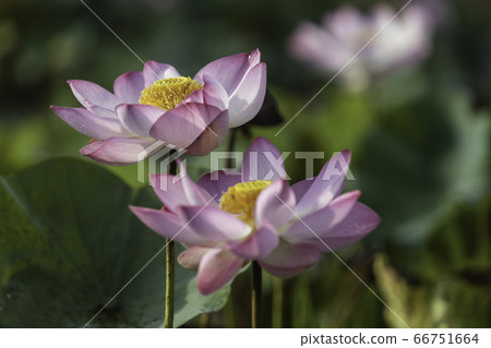 Lotus blossoming in the natural pool. Lotus blossoming in the natural pool. 66751664