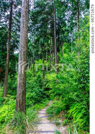 新鮮的綠色油山市民森林林間小徑[福岡縣福岡市南區] 66751679