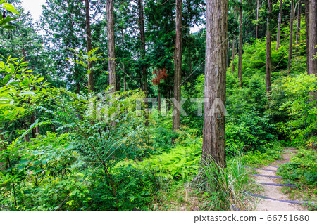Fresh green oil mountain citizen's forest Forest trail [Minami Ward, Fukuoka City, Fukuoka Prefecture] 66751680