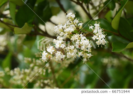 拖曳mimicipe花 66751944