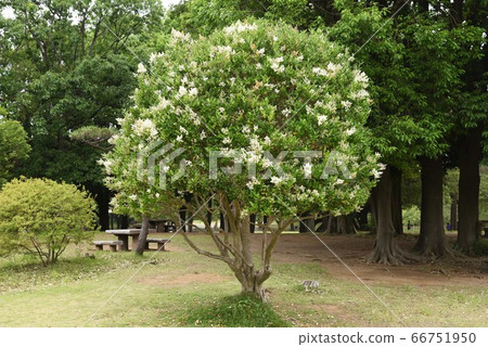 Flower of tow mimicipe 66751950