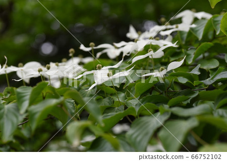 Pokeweed flower 66752102