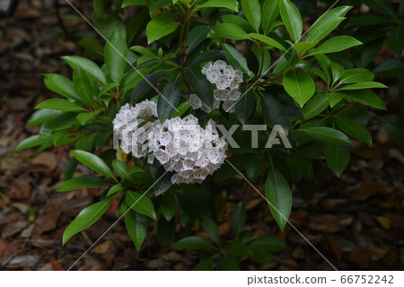 Kalmia(美國杜鵑花) Kalmia(美國杜鵑花) 66752242