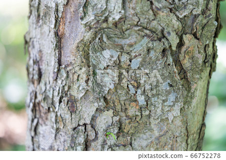 Ichigashi: No. 1 oak (Quercus spp.), bark, bark, bark, outer bark, bark, grain Ichigashi: No. 1 oak (Quercus spp.), bark, bark, bark, outer bark, bark, grain 66752278